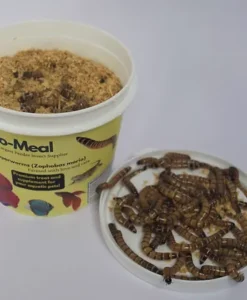Alternative view of Promeal Live Superworms