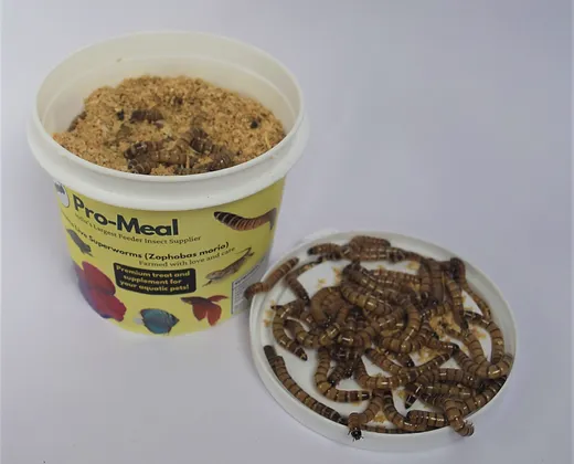 Promeal Live Superworms - Image 2