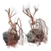 Aquarium Whiskers Wood