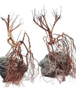 Aquarium Whiskers Wood