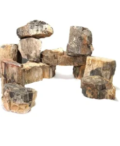 Wood Fossil Stone