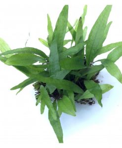 Microsorum pteropus 'Philippine'