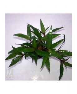 Floscopa cf. scandens
