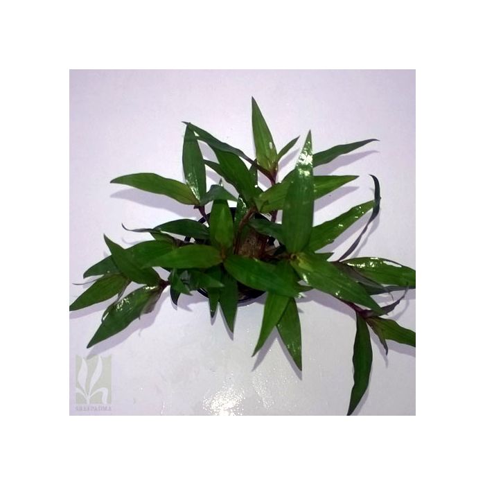 Floscopa cf. scandens