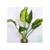 Echinodorus Cordifolius Marble Queen - Yellow