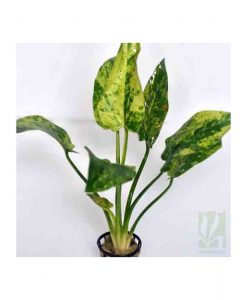 Echinodorus Cordifolius Marble Queen - Yellow