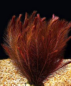 Rotala wallichii 'Mexicana'