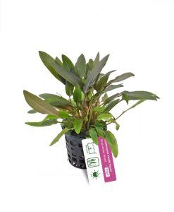 Cryptocoryne wendtii 'Brown'