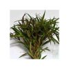 Polygonum sp. pink