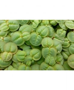 Phyllanthus fluitans