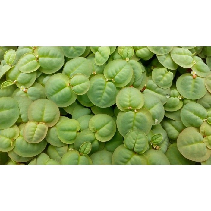 Phyllanthus fluitans