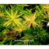 Rotala sp. 'Compact'