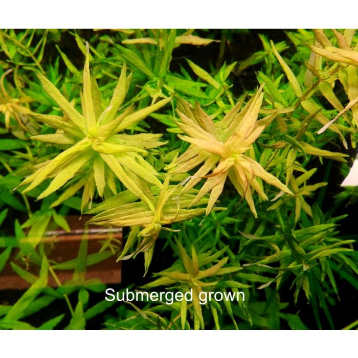 Rotala sp. 'Compact'