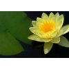 Nymphaea 'Marliacea Chromatella'
