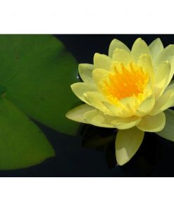 Nymphaea 'Marliacea Chromatella'