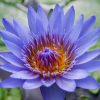Nymphiya  capensis -Blue Flower (Green leaves)
