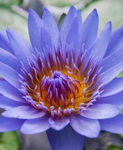 Nymphiya  capensis -Blue Flower (Green leaves)