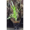 Cryptocoryne retrospiralis