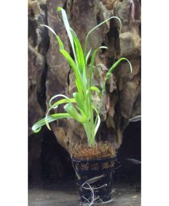 Cryptocoryne retrospiralis