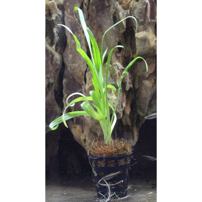 Cryptocoryne retrospiralis