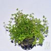 Hemianthus umbrosum