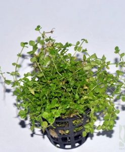 Hemianthus umbrosum
