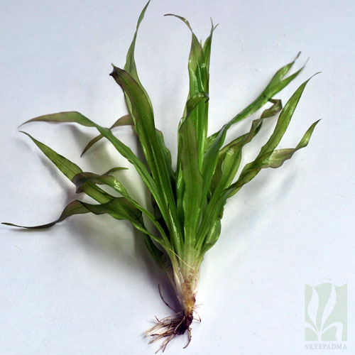 Blyxa Aubertii