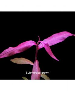 Polygonum sp. 'Sao paulo' red