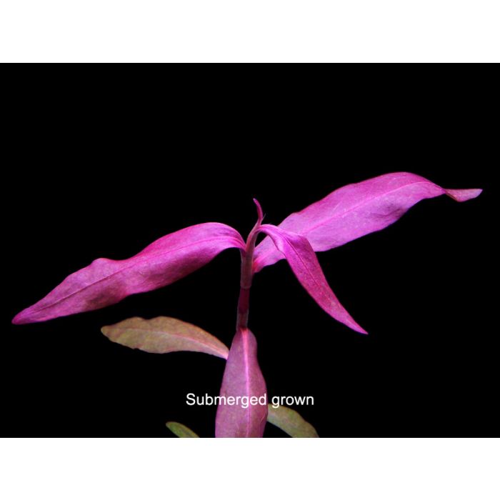 Polygonum sp. 'Sao paulo' red