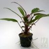 Aglaonema Simplex