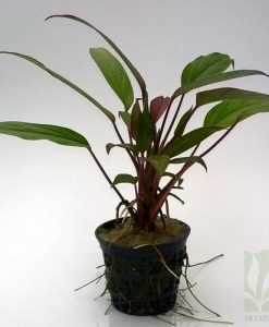 Aglaonema Simplex
