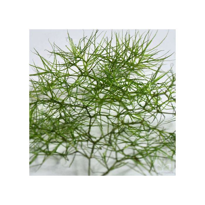 Najas indica