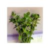 Lindernia rotuundifolia - green