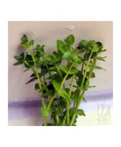 Lindernia rotuundifolia - green