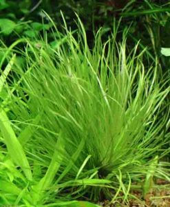 Blyxa Japonica