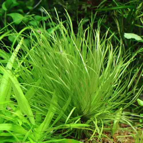 Blyxa Japonica