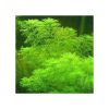 Myriophyllum mattogrossense