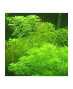Myriophyllum mattogrossense