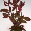 Alternanthera sp. 'Burgundy Leaves'