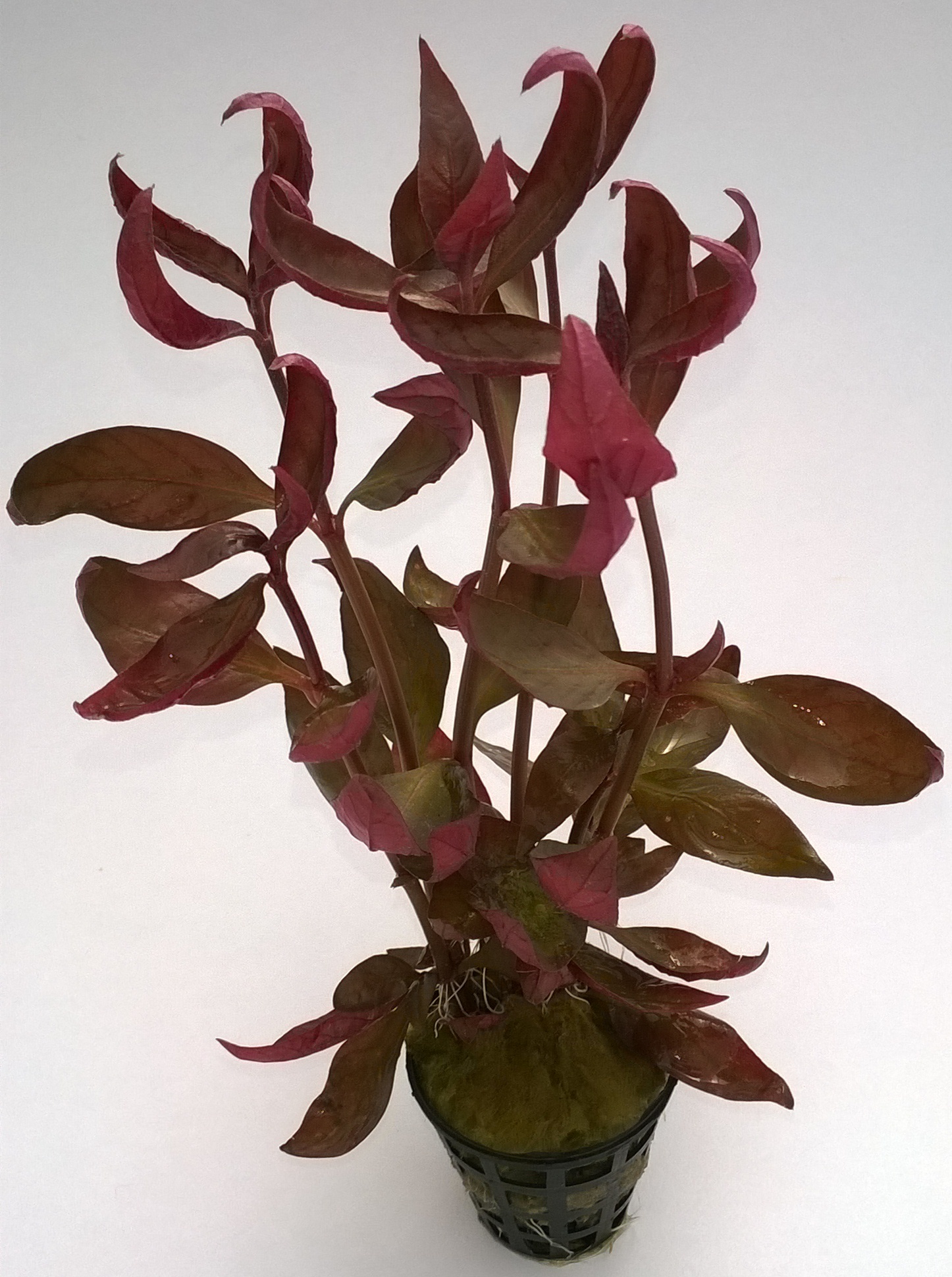 Alternanthera sp. 'Burgundy Leaves'