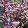 Alternanthera Sessilis