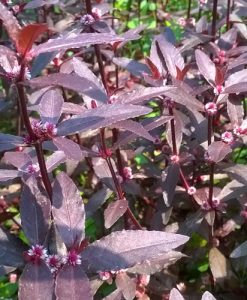 Alternanthera Sessilis