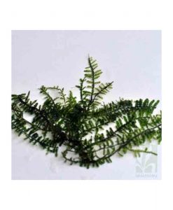 Vesicularia moutageni -'Christmas moss'