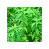 Limnophila sp. 'slender'