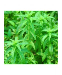 Limnophila sp. 'slender'