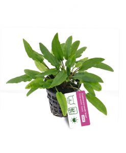 Cryptocoryne wendtii 'Green'