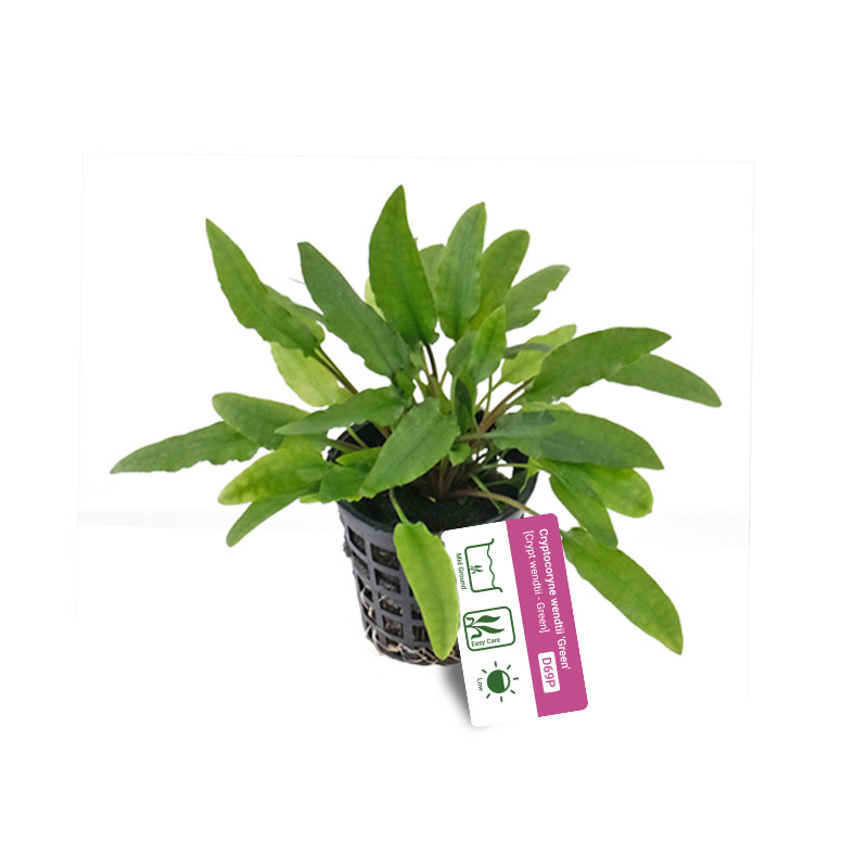 Cryptocoryne wendtii 'Green'