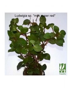 Ludwigia sp. 'mini super red'