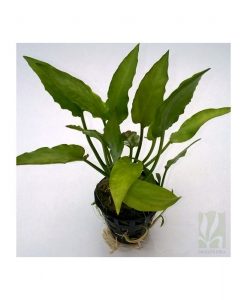 Cryptocoryne pontederiifolia