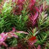 Rotala Indica
